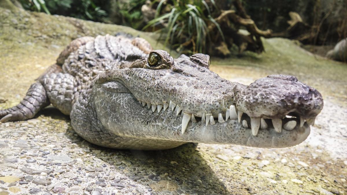 Un cocodrilo, que un turista pensaba que era de mentira, acaba atacándolo -  Diario de Ibiza