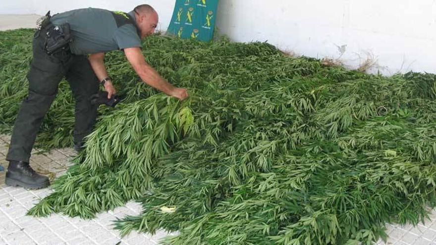 Incautan 300 plantas de marihuana en una finca de Valencia de Alcántara