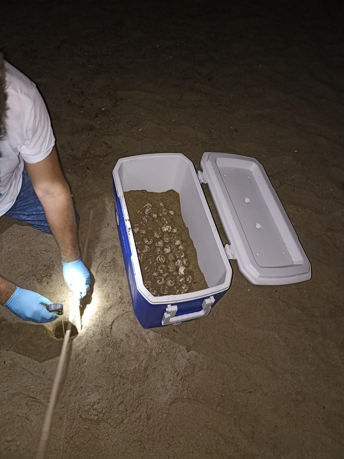 Los huevos que puso la tortuga en les Bassetes y recogidos ya por los expertos del Oceanogràfic