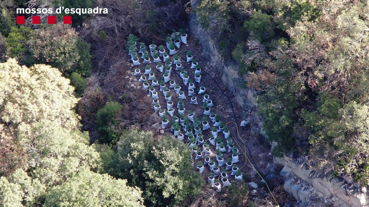 Los Mossos desmantelan una plantación de marihuana oculta en el pantano de Susqueda