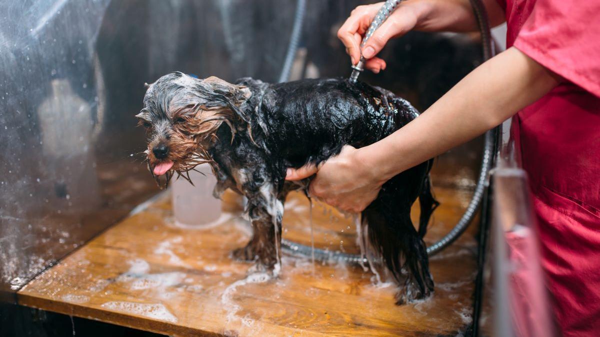 Un perro en una peluquería canina.