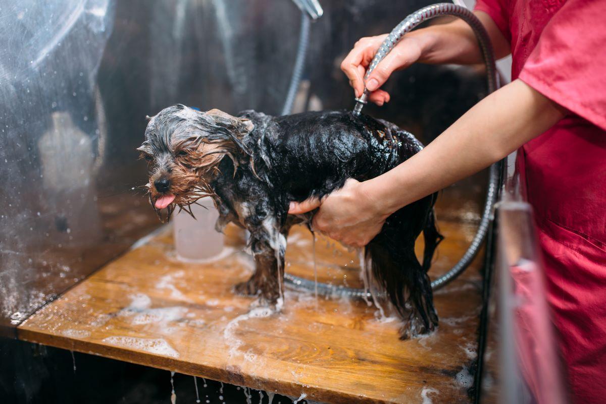Un perro en una peluquería canina.
