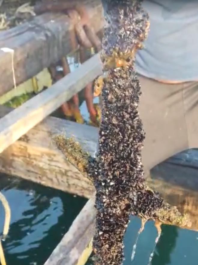 Una cuerda de cría repleta de semilla aportada deesde el CIMA.