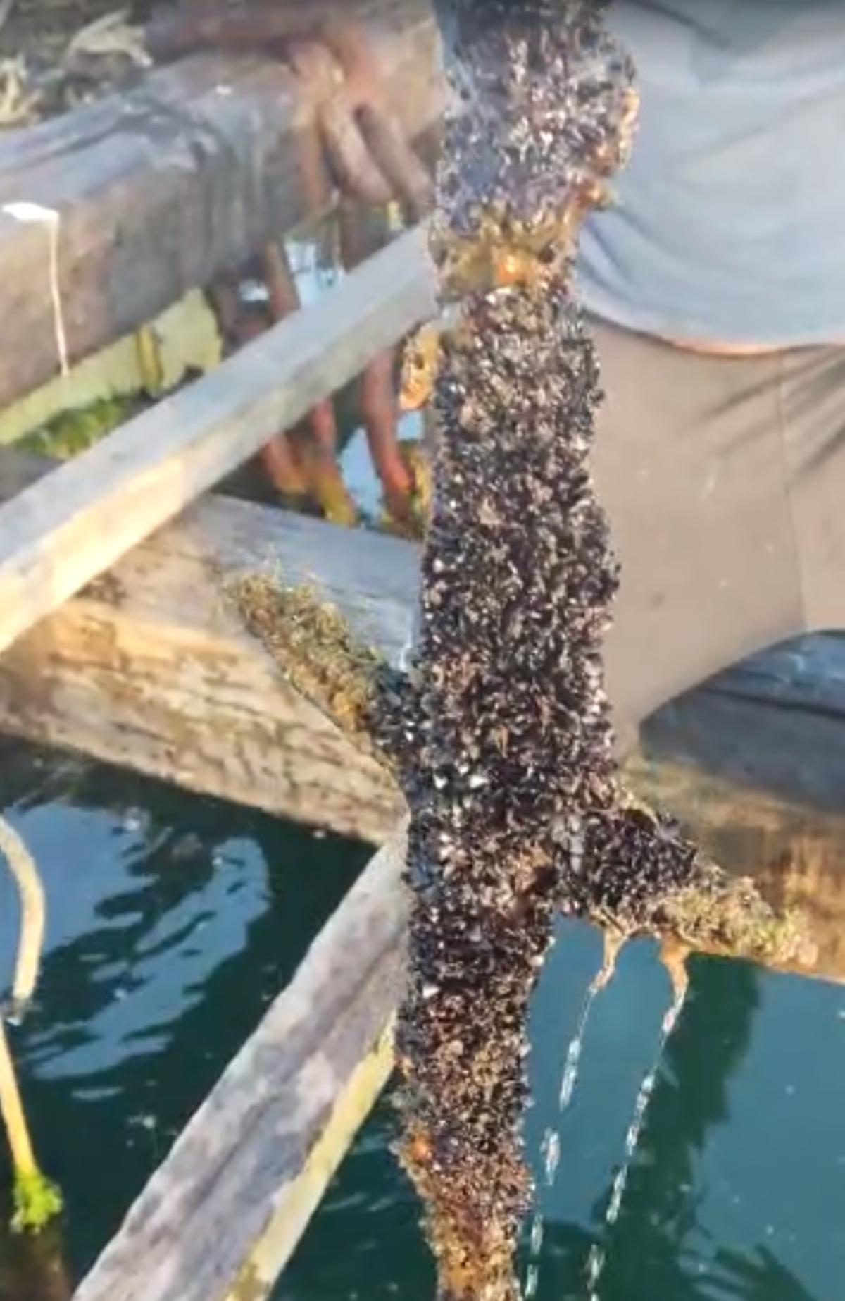 Una cuerda de cría repleta de semilla aportada deesde el CIMA.