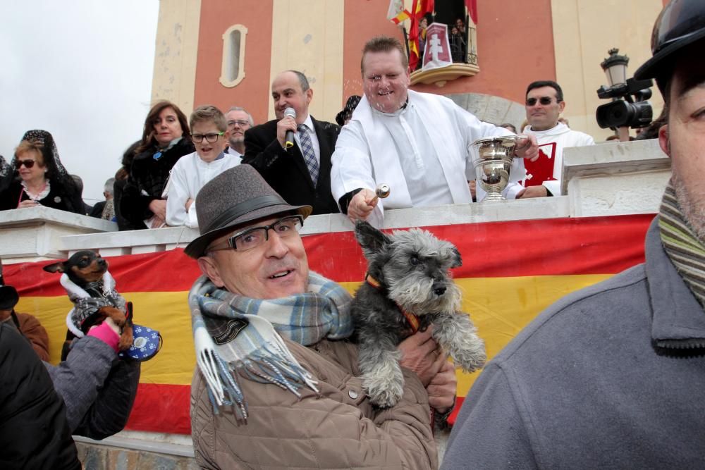 Bendición de los animales en Cartagena