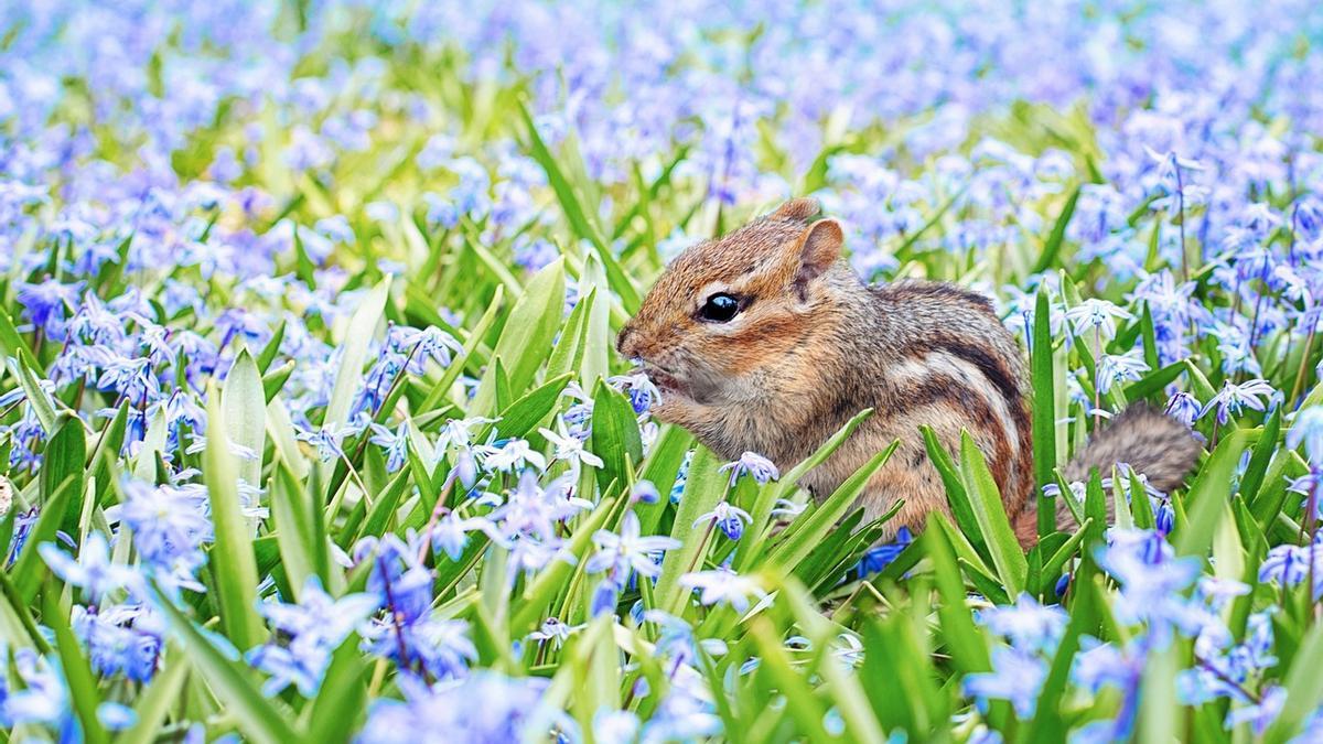 Entrada de la primavera 2023 ¿Cuándo empieza la primavera 2023 y