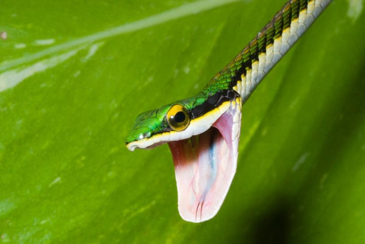 Zoológico de Chapultepec (Mexico)