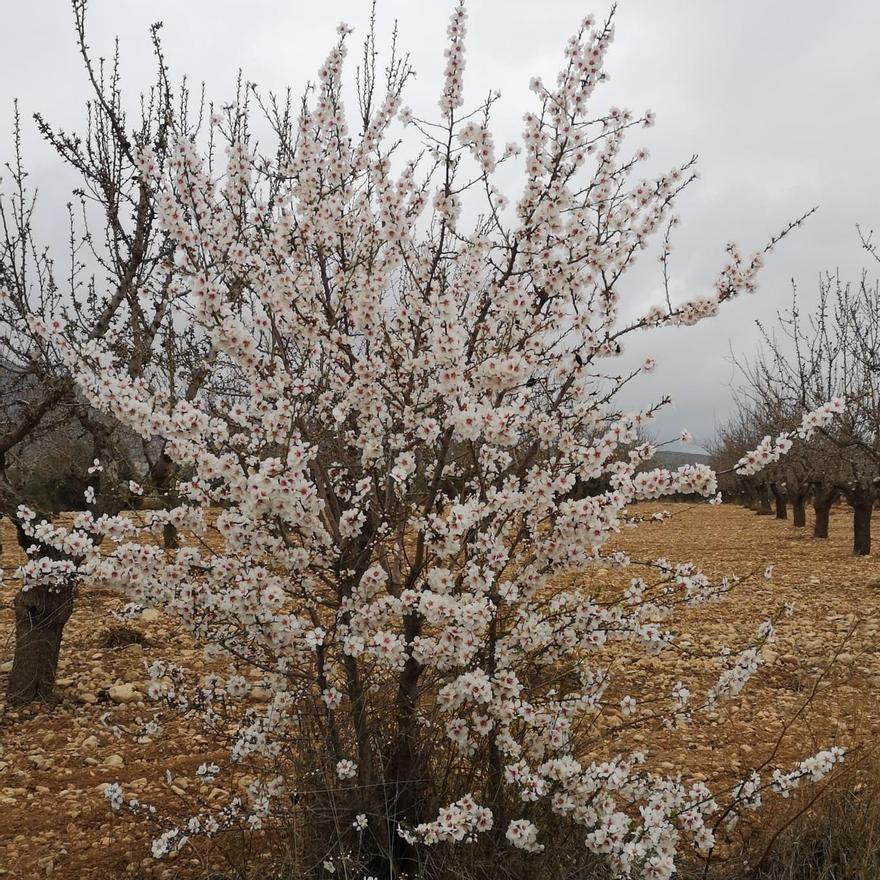 Los almendros en flor ya alegran los paisajes valencianos