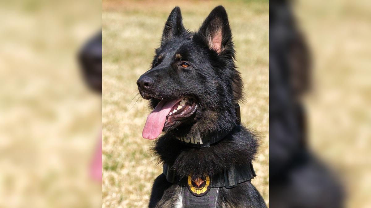 El perro policía que atrapó al camello