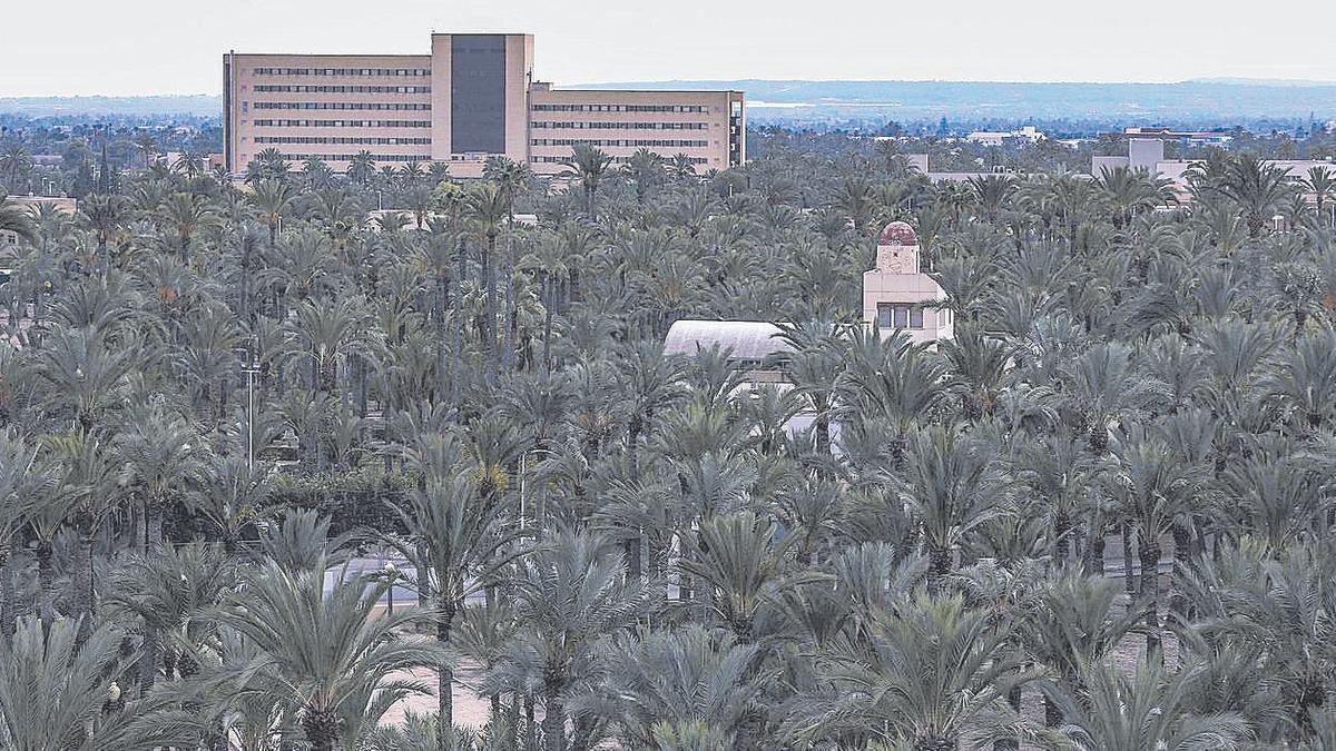 Vista de una parte del Palmeral de la ciudad de Elche, con el Hospital General al fondo.