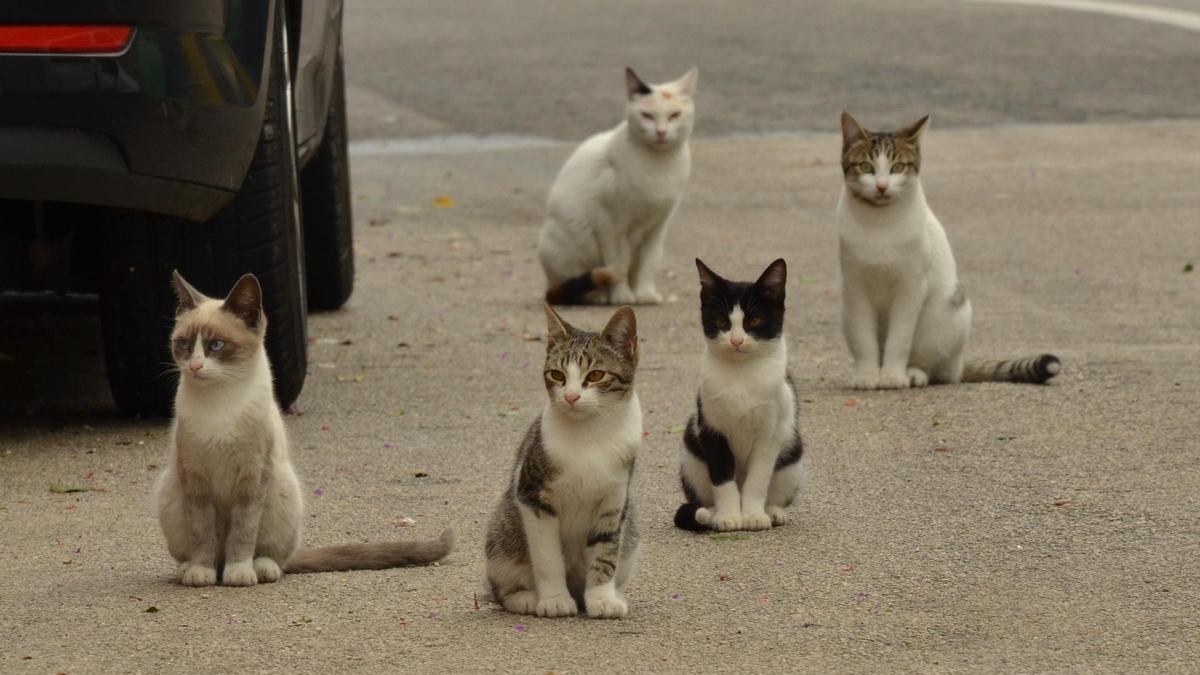 Colonia de gatos callejeros