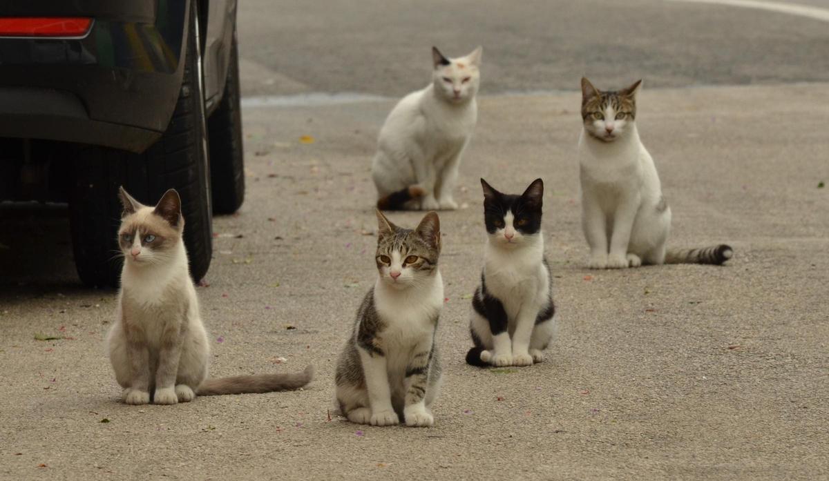 Colonia de gatos callejeros
