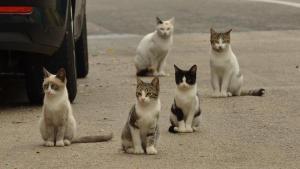 Colonia de gatos callejeros