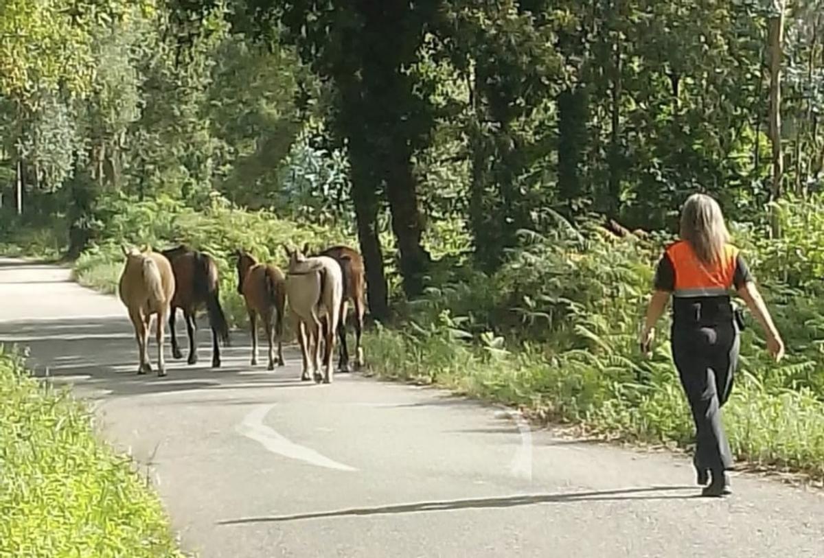 Una responsable de Protección Civil de Moaña retirando caballos en una carretera local.