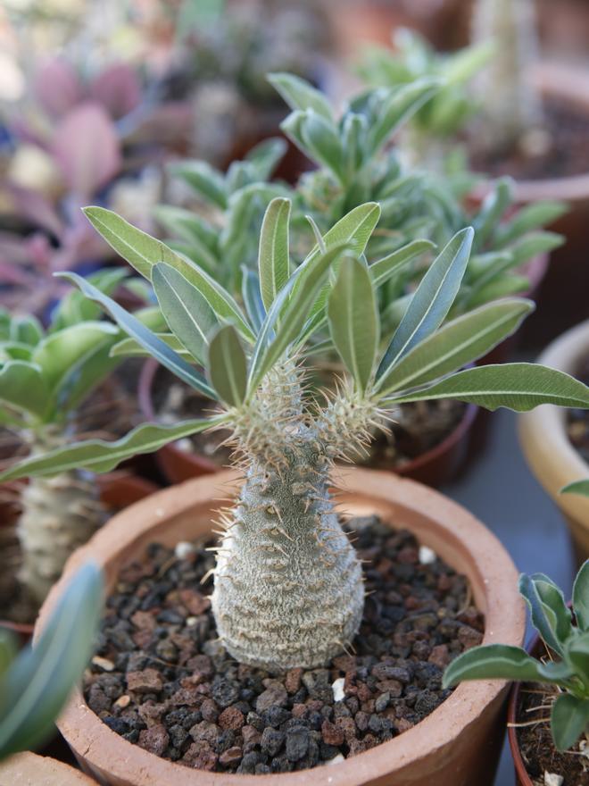 Das „Pachypodium rosulatum“ zählt zu den Wüstenpflanzen mit verdickten Stämmen als Wasserspeicher. 