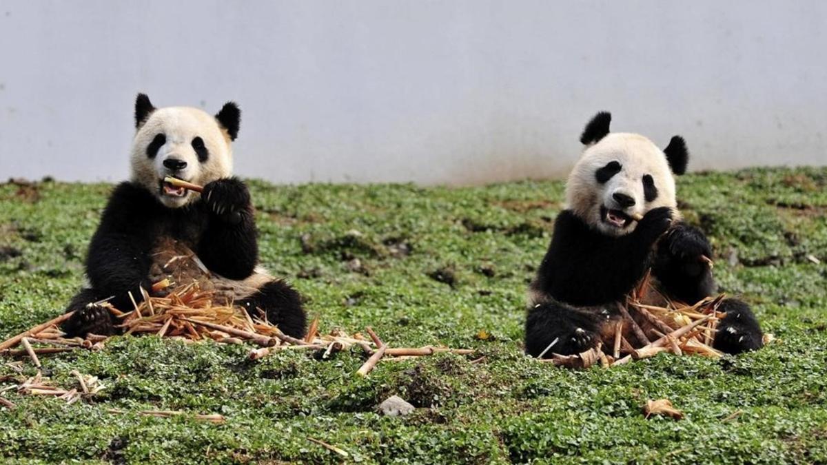 amadridejos20678971 two giant pandas eat bamboo at the new base of the china con160910161228