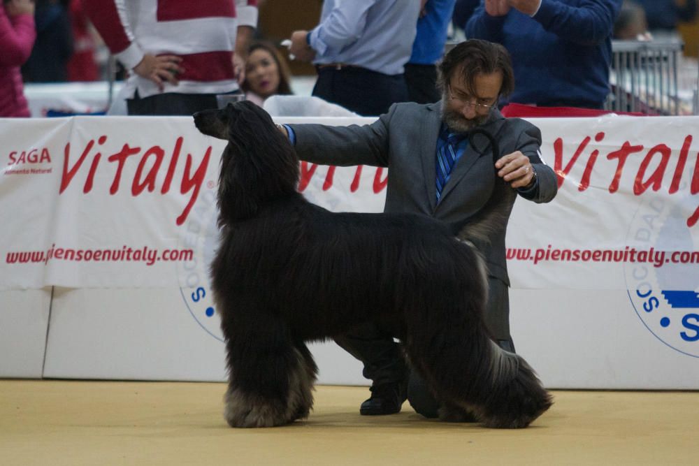 La Mascotada da brillo a Expocachorro