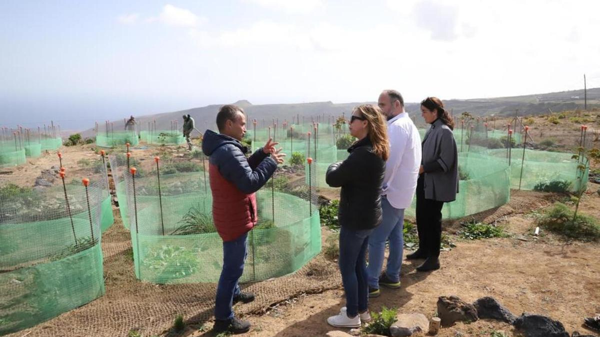 Reforestación de las cumbres de Famara con especies endémicas de la zona