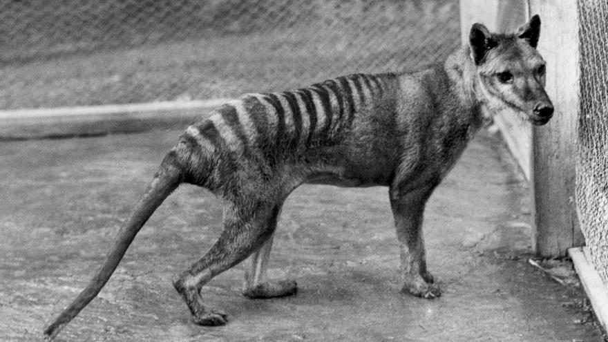 El tigre de Tasmania y otros cinco animales extinguidos que ya no volverán