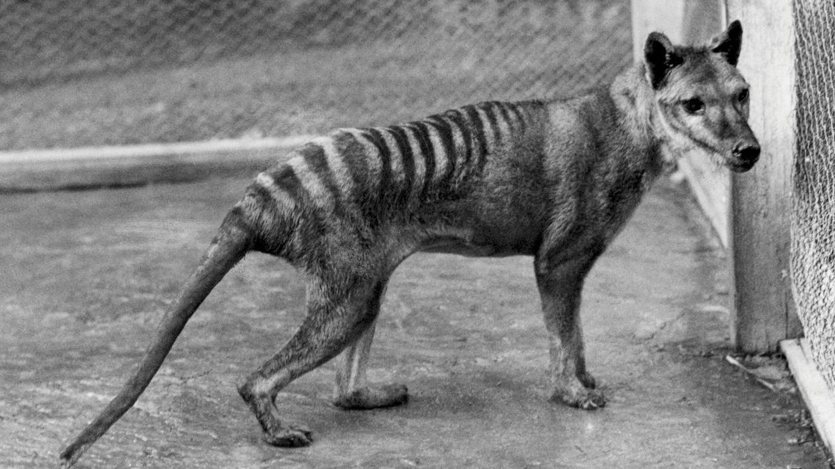 El tigre de Tasmania, declarado extinguido desde 1936.