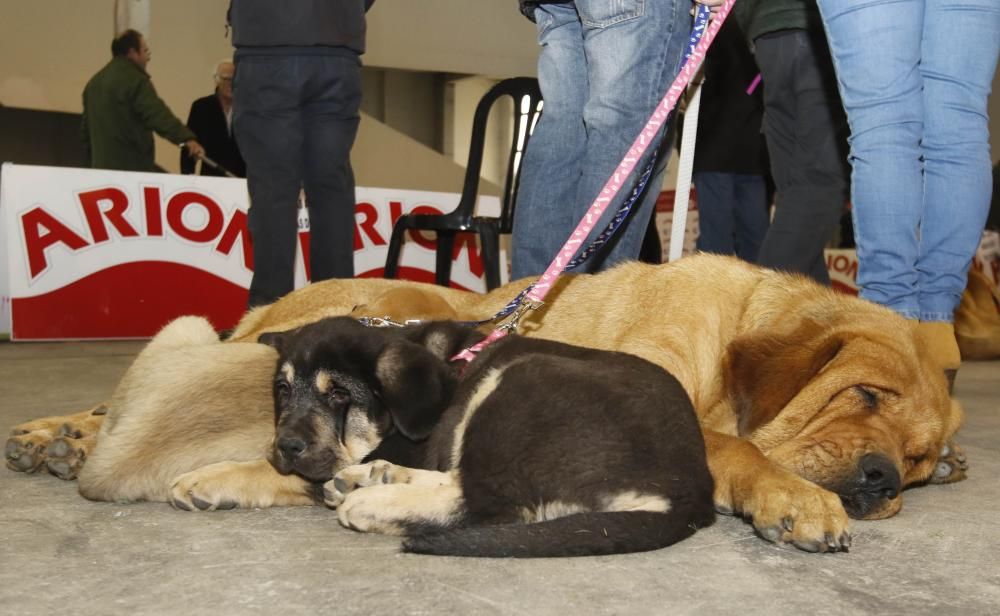 Los perros toman el Ifevi