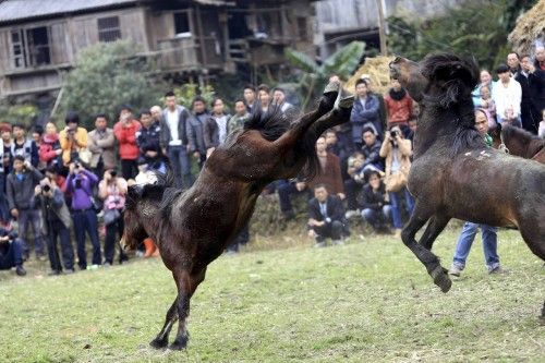 A horse kicks another during a traditional local horse fighting event held by the Miao ethnic minority in Rongshui county