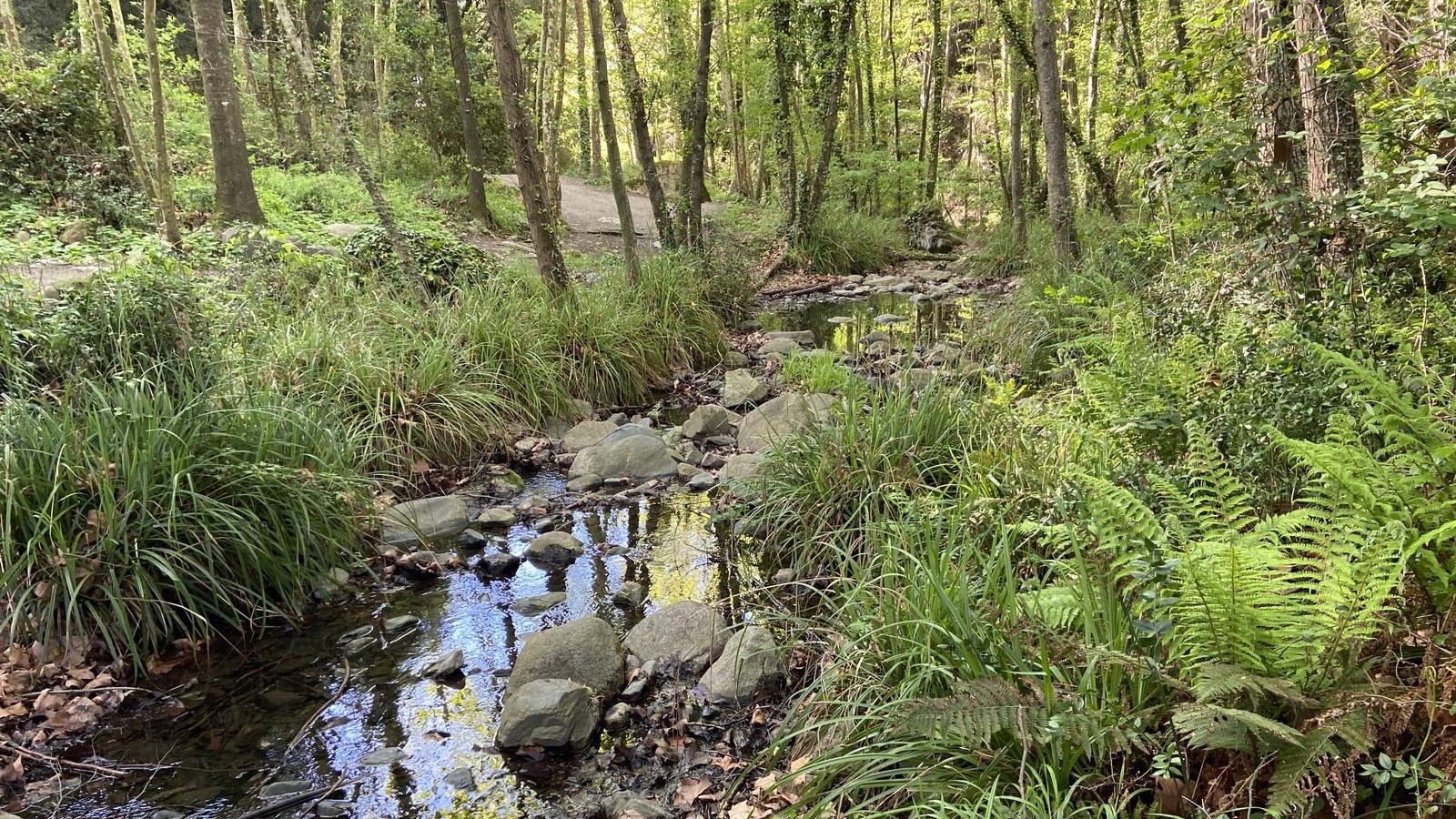 Agua en la riera de Cànoves, en el Baix Montseny.