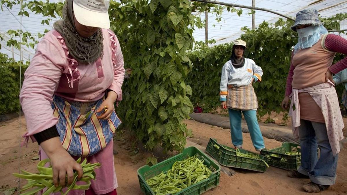 Trabajadoras recogiendo judías en una empresa de Agadir, en el 2009.