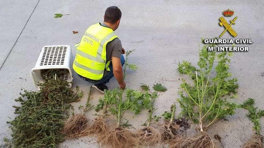 Plantas halladas en la vivienda de Tomiño por la Guarda Civil. // G.C.