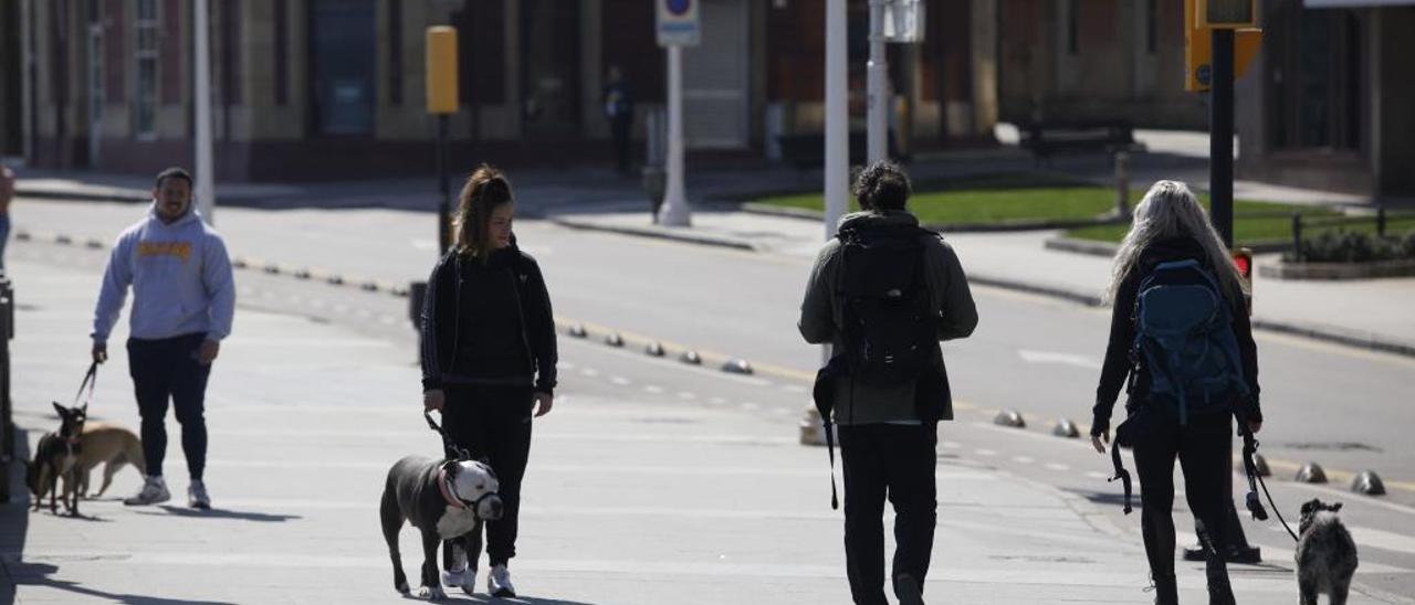 Los perros en Gijón deberán depositar sus excrementos en la calzada, no en la acera