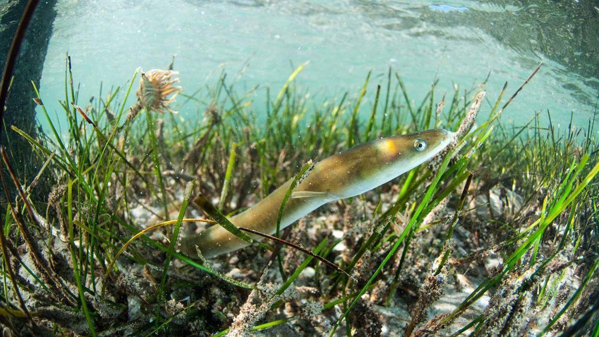 Un ejemplar de anguila europea, fotografiada en el Mar Menor.
