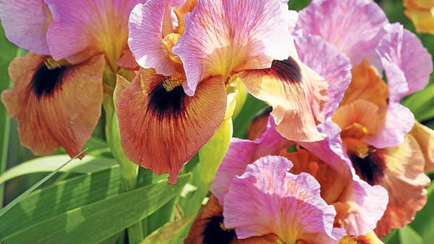 Eine von vielen ´Arilbred Iris´-Sorten der Schwertlilie.