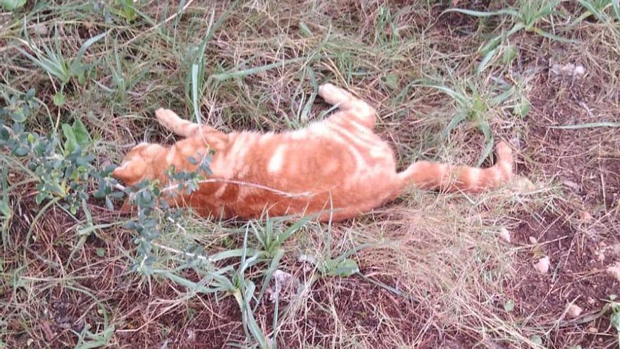 Zahlreiche Katzen im Mallorca-Dörfchen Búger vergiftet