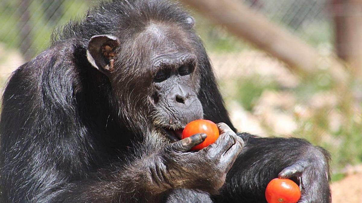 Un chimpancé en el centro centro Primadomus de Villena