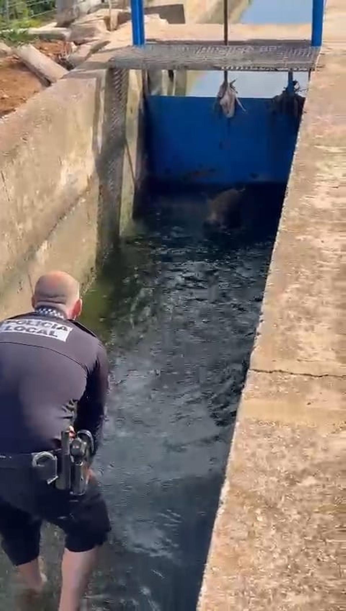 Rescate de los jabalís en la acequia.