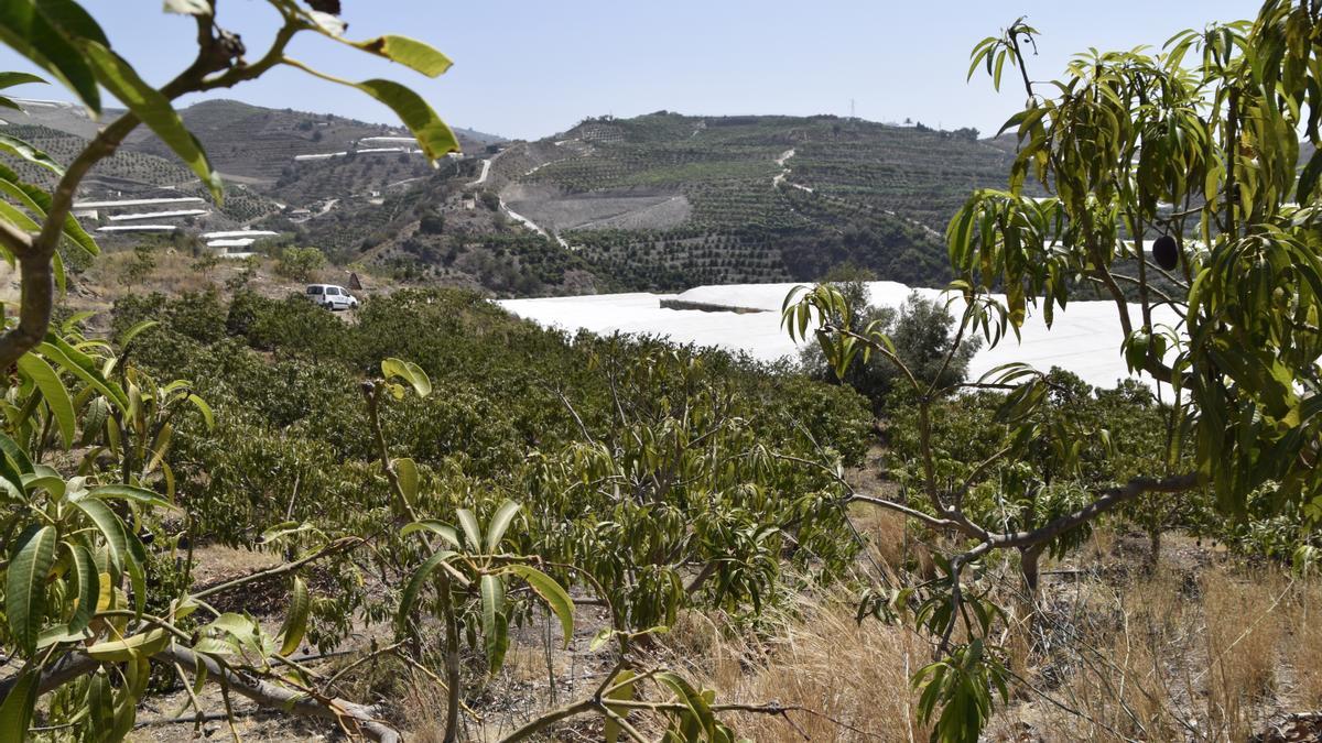 La agricultura de la Axarquía vive su peor momento de cosecha por la pertinaz sequía