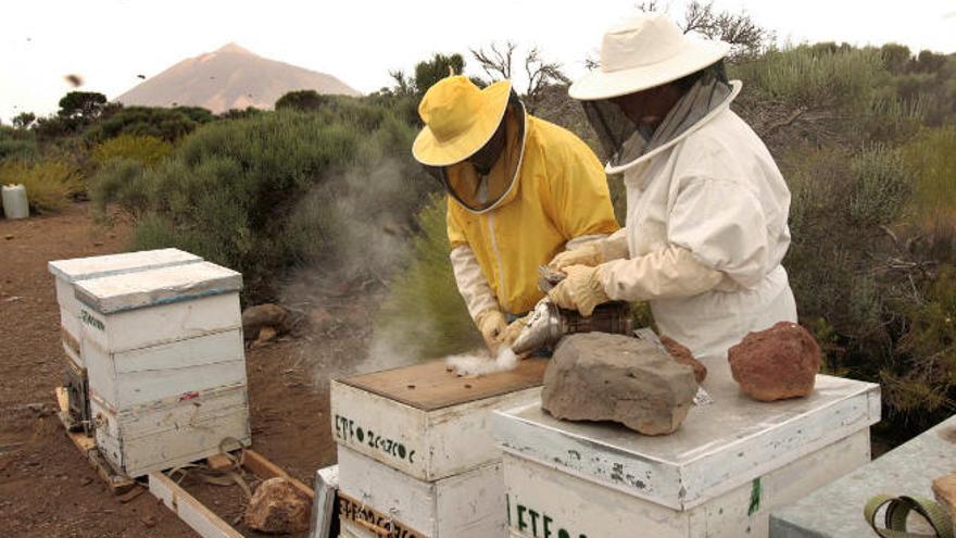 Apicultores en el Parque Nacional del Teide.