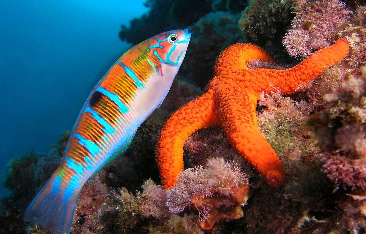 Fondos marinos de las costas de Murcia