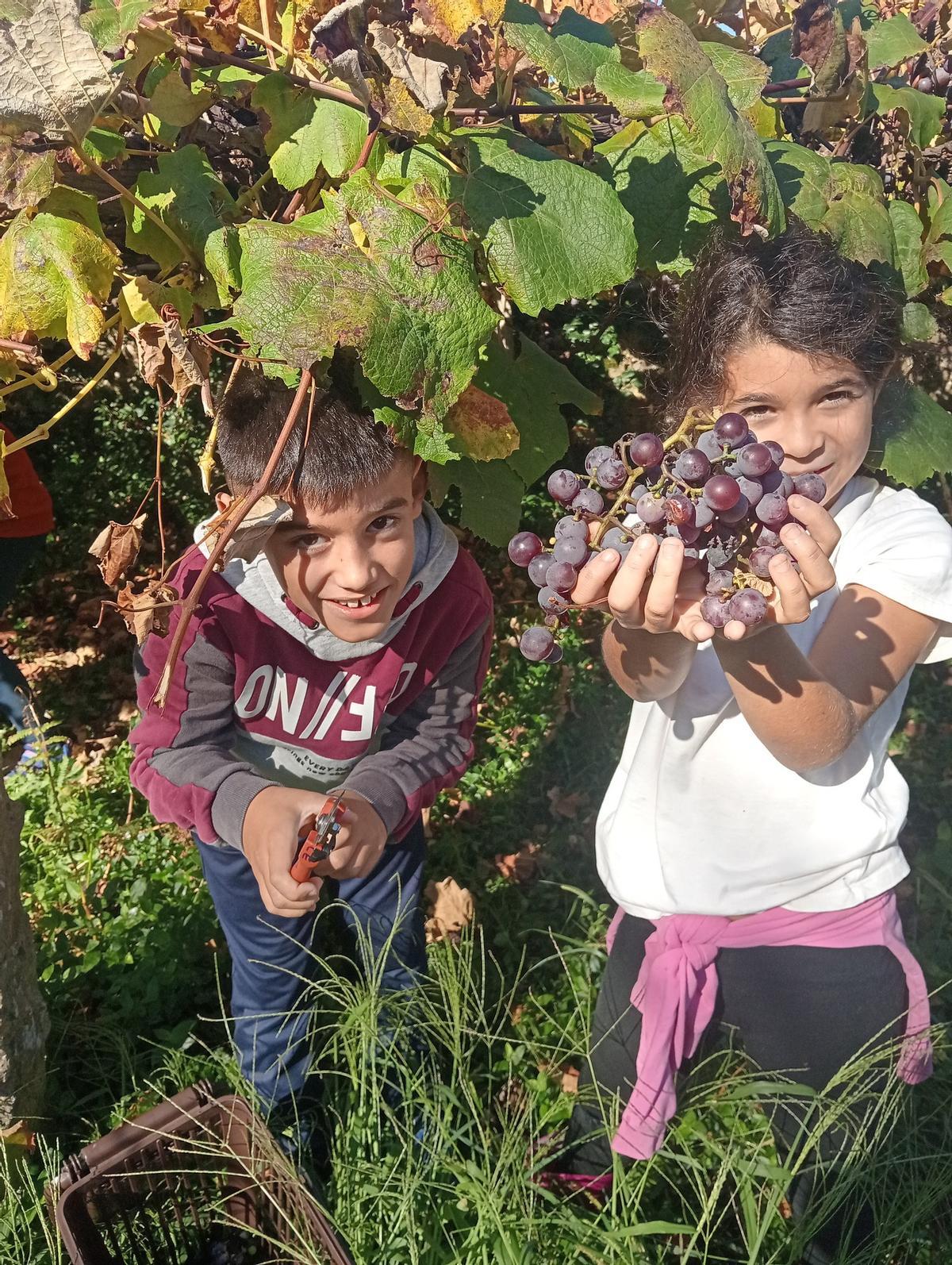 Dos alumnos del CEIP Plurilingüe de Baroña en una actividad sobre recolección de uvas organizada por la comunidad de montes.