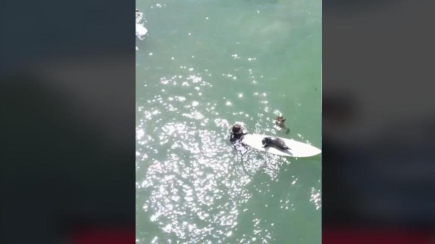 VÍDEO | La foca viral que surfeja a Califòrnia