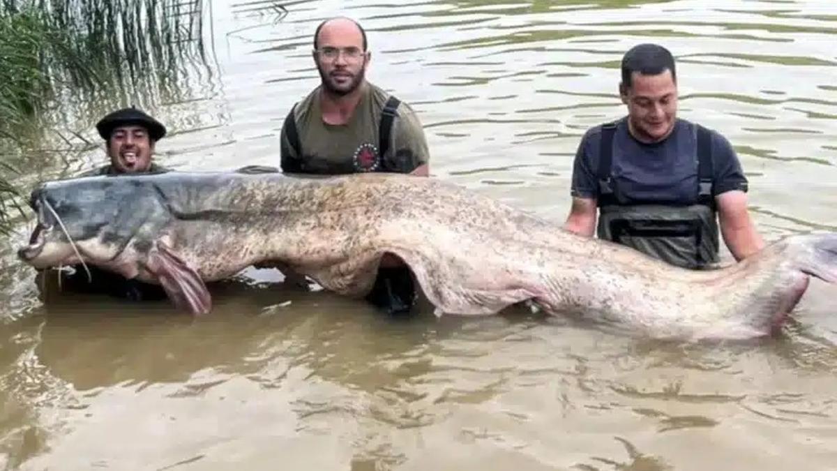 El siluro más grande de España registrado hasta la fecha.
