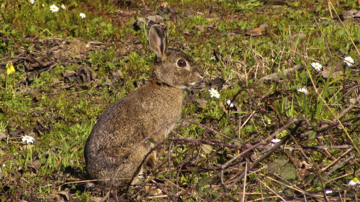 Un conejo en el campo