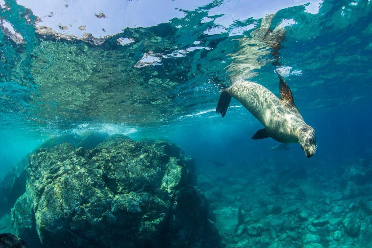 Lobos marinos en Baja California Sur