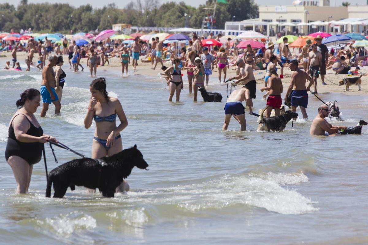 La playa para perros de Pinedo, a reventar