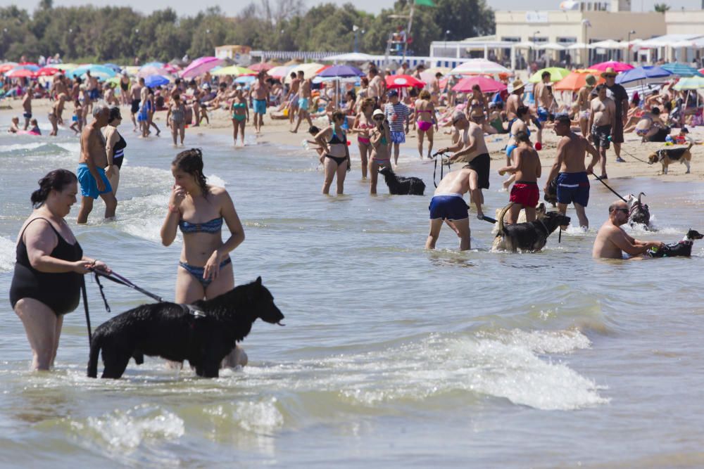 La playa para perros de Pinedo, a reventar