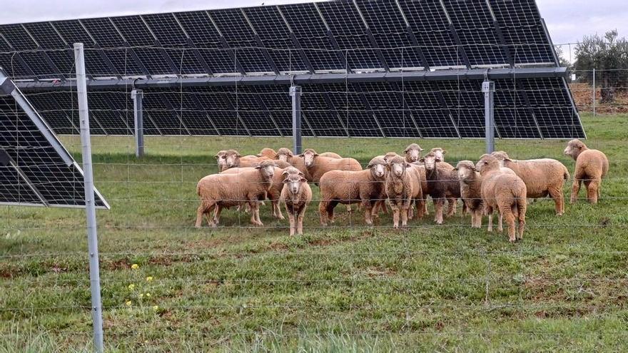 Ni máquinas ni herbicidas: ovejas para cuidar plantas solares en Extremadura