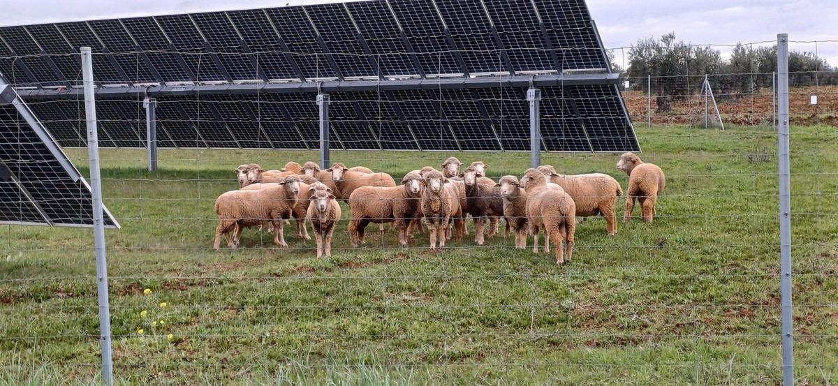 Ovejas en una planta solar fotovoltaica.