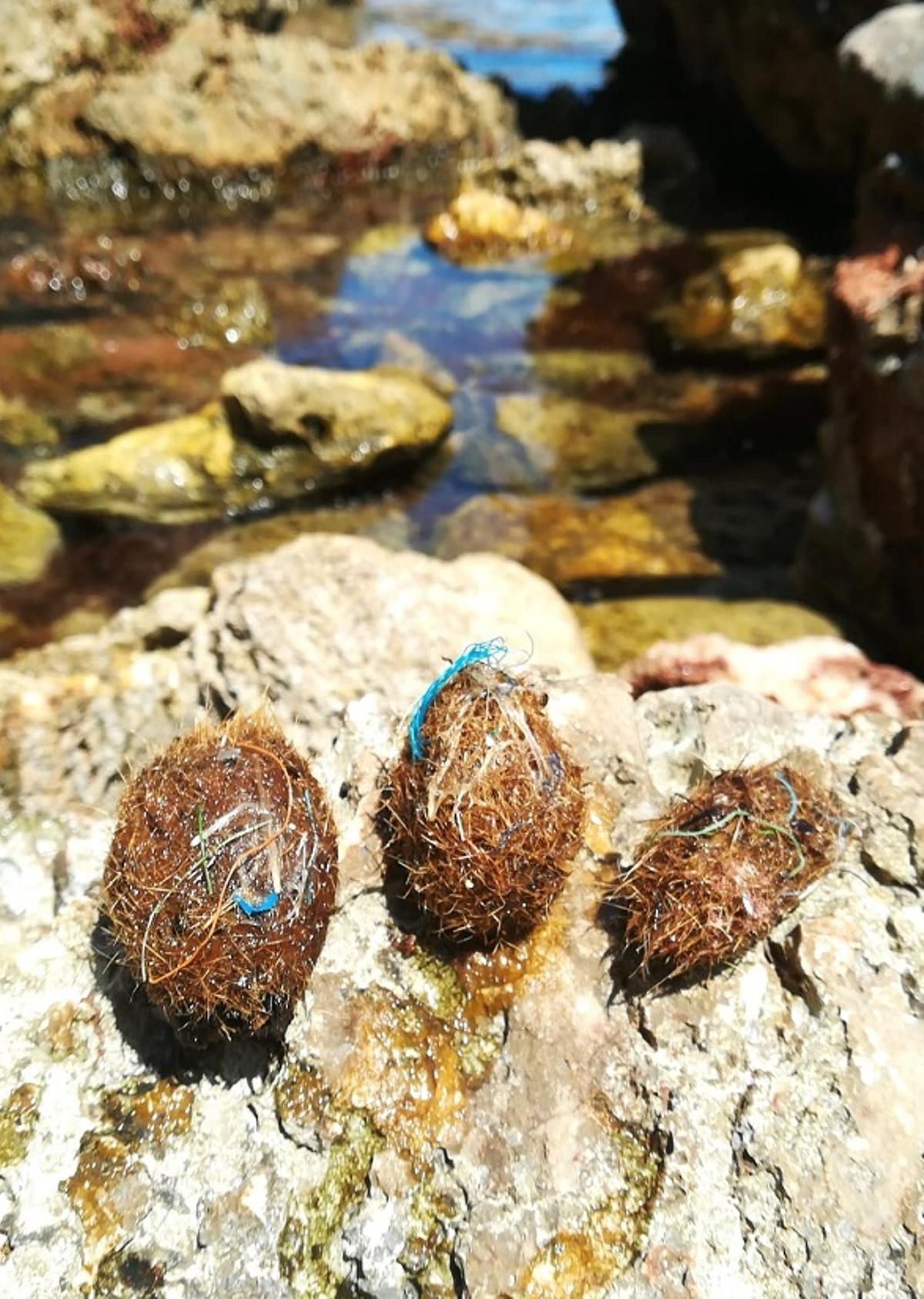 La posidonia puede capturar y extraer plásticos del mar