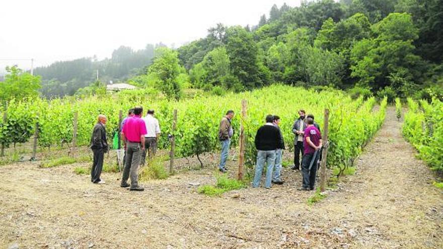 Asistentes a las jornadas técnicas en las viñas de Ibias.