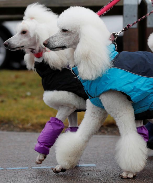 Crufts Dog Show, l'exhibició de gossos més gran d'Anglaterra